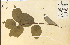  ( - 12152HIM)  @11 [ ] CreativeCommons - Attribution Non-Commercial Share-Alike (2012) University of Guelph, Canada OAC-BIO Herbarium