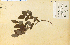  (Vaccinium membranaceum - 12442HIM)  @11 [ ] CreativeCommons - Attribution Non-Commercial Share-Alike (2012) University of Guelph, Canada OAC-BIO Herbarium