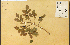  (Vaccinium parvifolium - 12446HIM)  @11 [ ] CreativeCommons - Attribution Non-Commercial Share-Alike (2012) University of Guelph, Canada OAC-BIO Herbarium