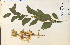  ( - 12709HIM)  @11 [ ] CreativeCommons - Attribution Non-Commercial Share-Alike (2012) University of Guelph, Canada OAC-BIO Herbarium
