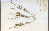  ( - 13259HIM)  @11 [ ] CreativeCommons - Attribution Non-Commercial Share-Alike (2012) University of Guelph, Canada OAC-BIO Herbarium