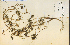  ( - 13591HIM)  @11 [ ] CreativeCommons - Attribution Non-Commercial Share-Alike (2012) University of Guelph, Canada OAC-BIO Herbarium