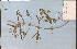  (Leonurus - 13696HIM)  @11 [ ] CreativeCommons - Attribution Non-Commercial Share-Alike (2012) University of Guelph, Canada OAC-BIO Herbarium