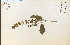 ( - 13755HIM)  @11 [ ] CreativeCommons - Attribution Non-Commercial Share-Alike (2012) University of Guelph, Canada OAC-BIO Herbarium