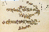  ( - 13761HIM)  @11 [ ] CreativeCommons - Attribution Non-Commercial Share-Alike (2012) University of Guelph, Canada OAC-BIO Herbarium