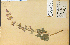  (Salvia sclarea - 13762HIM)  @11 [ ] CreativeCommons - Attribution Non-Commercial Share-Alike (2012) University of Guelph, Canada OAC-BIO Herbarium