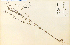  ( - 13796HIM)  @11 [ ] CreativeCommons - Attribution Non-Commercial Share-Alike (2012) University of Guelph, Canada OAC-BIO Herbarium