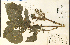  (Perilla - 13985HIM)  @11 [ ] CreativeCommons - Attribution Non-Commercial Share-Alike (2012) University of Guelph, Canada OAC-BIO Herbarium