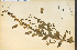  ( - 14129HIM)  @11 [ ] CreativeCommons - Attribution Non-Commercial Share-Alike (2012) University of Guelph, Canada OAC-BIO Herbarium