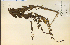  (Linaria maroccana - 14130HIM)  @11 [ ] CreativeCommons - Attribution Non-Commercial Share-Alike (2012) University of Guelph, Canada OAC-BIO Herbarium