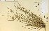  ( - 24004HIM)  @11 [ ] CreativeCommons - Attribution Non-Commercial Share-Alike (2012) University of Guelph, Canada OAC-BIO Herbarium