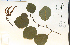  ( - 56072HIM)  @11 [ ] CreativeCommons - Attribution Non-Commercial Share-Alike (2012) University of Guelph, Canada OAC-BIO Herbarium