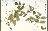  ( - 57683HIM)  @11 [ ] CreativeCommons - Attribution Non-Commercial Share-Alike (2012) University of Guelph, Canada OAC-BIO Herbarium