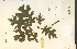  (Quercus ellipsoidalis - 6228HIM)  @11 [ ] CreativeCommons - Attribution Non-Commercial Share-Alike (2012) University of Guelph, Canada OAC-BIO Herbarium