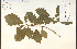  ( - 68137HIM)  @11 [ ] CreativeCommons - Attribution Non-Commercial Share-Alike (2012) University of Guelph, Canada OAC-BIO Herbarium