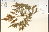  (Sorbaria - 68655HIM)  @11 [ ] CreativeCommons - Attribution Non-Commercial Share-Alike (2012) University of Guelph, Canada OAC-BIO Herbarium