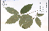  ( - 85019HIM)  @11 [ ] CreativeCommons - Attribution Non-Commercial Share-Alike (2012) University of Guelph, Canada OAC-BIO Herbarium
