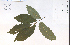  ( - 85031HIM)  @11 [ ] CreativeCommons - Attribution Non-Commercial Share-Alike (2012) University of Guelph, Canada OAC-BIO Herbarium