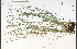  ( - 85457HIM)  @11 [ ] CreativeCommons - Attribution Non-Commercial Share-Alike (2012) University of Guelph, Canada OAC-BIO Herbarium