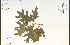  ( - 85576HIM)  @11 [ ] CreativeCommons - Attribution Non-Commercial Share-Alike (2012) University of Guelph, Canada OAC-BIO Herbarium