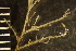  (Halecium sp - HYDROINS_352)  @11 [ ] Creative Commons Attribution-NonCommercial-ShareAlike (2025) Doris Björling University of Gothenburg