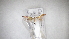  (Caloptilia aceris - RNH024)  @12 [ ] CreativeCommons - Attribution Non-Commercial Share-Alike (2013) R. Nakadai Chiba University