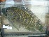  ( - HP1057)  @11 [ ] CreativeCommons  Attribution Non-Commercial (2016) Unspecified Royal Museum for Central Africa