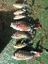  ( - HP1200)  @11 [ ] CreativeCommons  Attribution Non-Commercial (2017) Unspecified Royal Museum for Central Africa