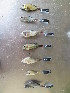  (Haplochromis angustifrons - HP1264)  @11 [ ] CreativeCommons  Attribution Non-Commercial (2017) Unspecified Royal Museum for Central Africa