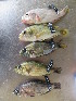  (Haplochromis mylodon - HP1282)  @11 [ ] CreativeCommons  Attribution Non-Commercial (2017) Unspecified Royal Museum for Central Africa