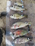 (Haplochromis labiatus - HP1341)  @11 [ ] CreativeCommons  Attribution Non-Commercial (2017) Unspecified Royal Museum for Central Africa