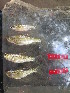  (Enteromius pellegrini - HP1553)  @11 [ ] CreativeCommons  Attribution Non-Commercial (2017) Unspecified Royal Museum for Central Africa