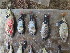  (Haplochromis relictidens - HP1689)  @11 [ ] CreativeCommons  Attribution Non-Commercial (2017) Unspecified Royal Museum for Central Africa