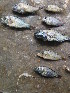  (Haplochromis pharyngalis - HP1719)  @11 [ ] CreativeCommons  Attribution Non-Commercial (2017) Unspecified Royal Museum for Central Africa