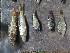  ( - HP1740)  @11 [ ] CreativeCommons  Attribution Non-Commercial (2017) Unspecified Royal Museum for Central Africa