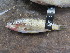  (Haplochromis gracilifur - HP1797)  @11 [ ] CreativeCommons  Attribution Non-Commercial (2017) Unspecified Royal Museum for Central Africa