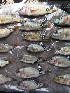  ( - HP1835)  @11 [ ] CreativeCommons  Attribution Non-Commercial (2017) Unspecified Royal Museum for Central Africa