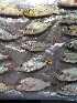  ( - HP1840)  @11 [ ] CreativeCommons  Attribution Non-Commercial (2017) Unspecified Royal Museum for Central Africa