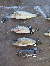  (Haplochromis paradoxus - HP1859)  @11 [ ] CreativeCommons  Attribution Non-Commercial (2017) Unspecified Royal Museum for Central Africa