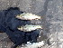  ( - HP2675)  @11 [ ] CreativeCommons  Attribution Non-Commercial (2018) Unspecified Royal Museum for Central Africa