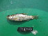  ( - HP2701)  @11 [ ] CreativeCommons  Attribution Non-Commercial (2018) Unspecified Royal Museum for Central Africa