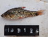  ( - HP3124)  @11 [ ] CreativeCommons  Attribution Non-Commercial (2018) Unspecified Royal Museum for Central Africa