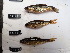 ( - HP3292)  @11 [ ] CreativeCommons  Attribution Non-Commercial (2018) Unspecified Royal Museum for Central Africa