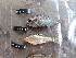  ( - HP3312)  @11 [ ] CreativeCommons  Attribution Non-Commercial (2018) Unspecified Royal Museum for Central Africa