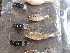  ( - HP3314)  @11 [ ] CreativeCommons  Attribution Non-Commercial (2018) Unspecified Royal Museum for Central Africa