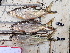  ( - HP3643)  @11 [ ] CreativeCommons  Attribution Non-Commercial (2019) Unspecified Royal Museum for Central Africa