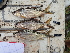  ( - HP3644)  @11 [ ] CreativeCommons  Attribution Non-Commercial (2019) Unspecified Royal Museum for Central Africa