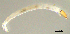  ( - HJ337)  @12 [ ] CreativeCommons  Attribution Non-Commercial Share-Alike (2019) Haijun Yu Tianjin Agricultural University