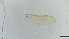  (Cricotopus bimaculatus - HKU10)  @11 [ ] Copyright (2025) Mathew Stephen Seymour The University of Hong Kong
