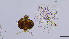  (Limnophyes cf. bullus - HKU21)  @11 [ ] Copyright (2025) Mathew Stephen Seymour The University of Hong Kong